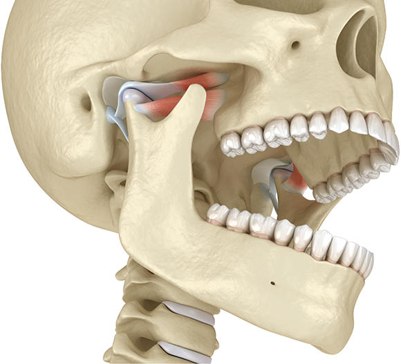 Illustrated skull with the jaw joint highlighted